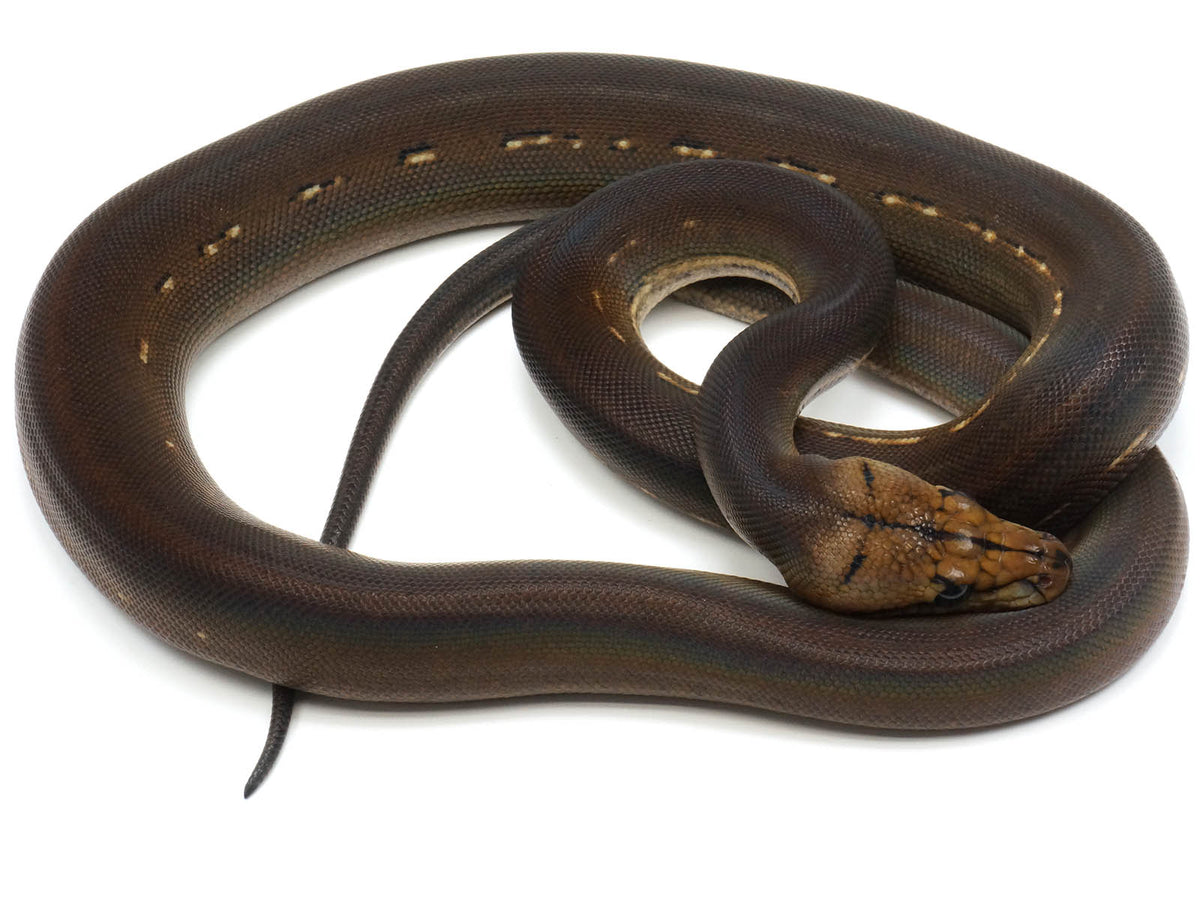 Male Golden Child Phantom Anthrax Reticulated Python – New England ...