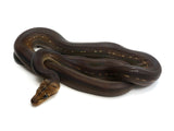 Load image into Gallery viewer, 2022 Male Golden Child Phantom Anthrax Reticulated Python