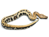 Load image into Gallery viewer, 2022 Male Golden Eye Het T- Blood Python