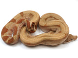 Load image into Gallery viewer, 2022 Male Hypo Burke T+ Fire Boa Constrictor