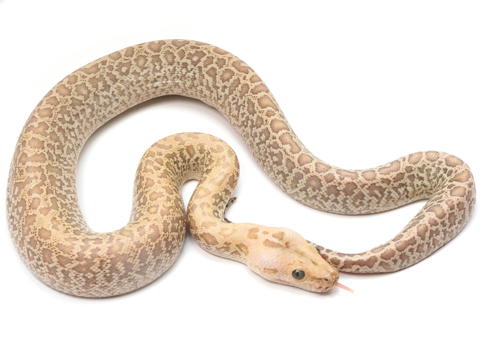 Burmese Python For Sale