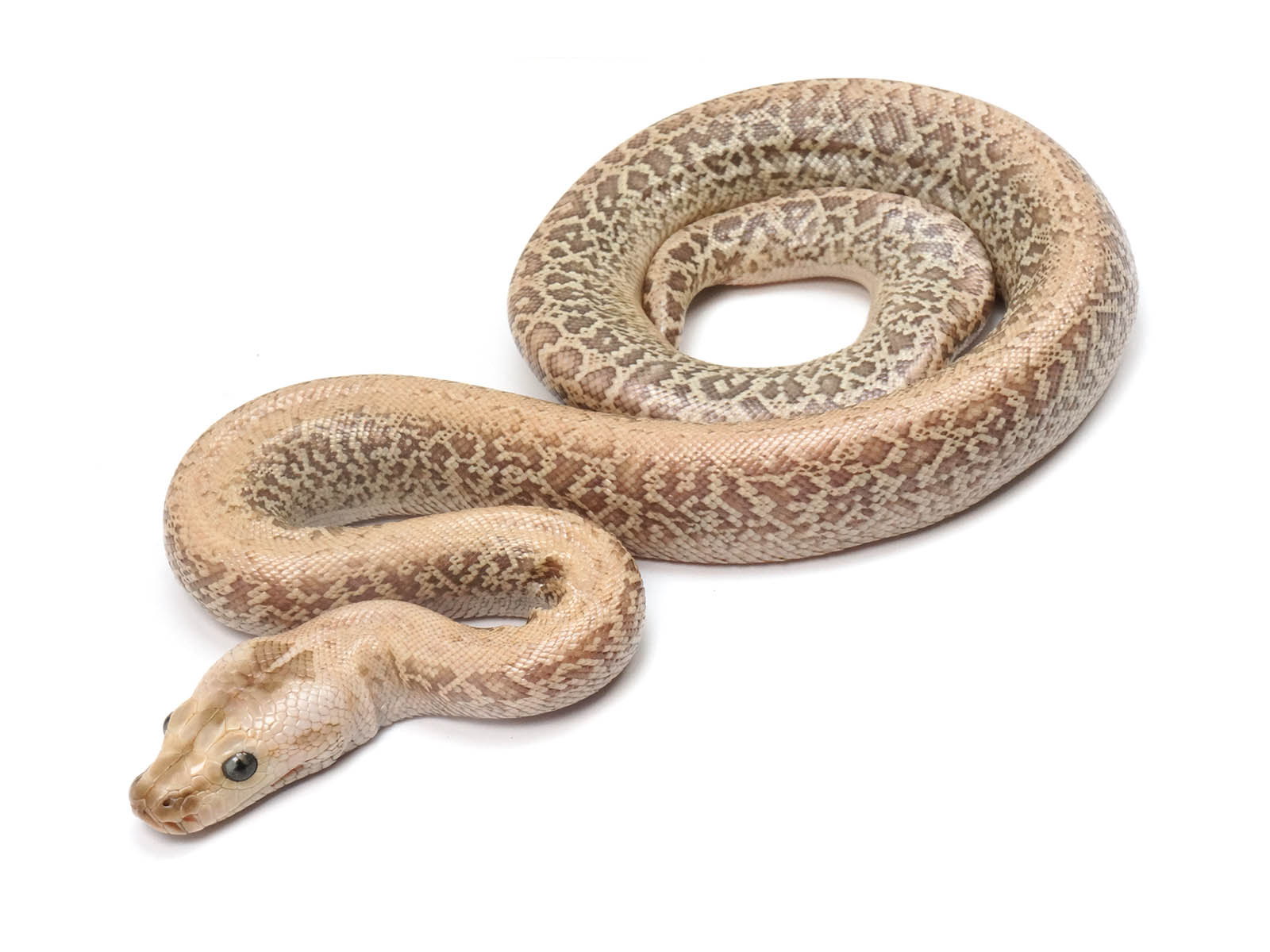 England Python Hypo Granite Burmese Python