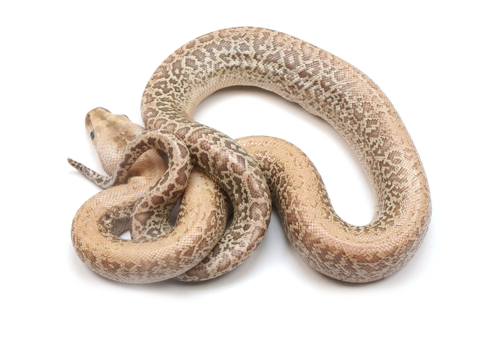 England Python Granite Burmese Python