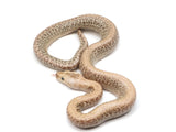 Load image into Gallery viewer, 2022 Male Hypo Granite Burmese Python
