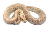 Load image into Gallery viewer, 2022 Male Hypo Granite Burmese Python