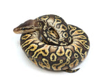 Load image into Gallery viewer, 2022 Male Inferno Het Ultramel Ball Python