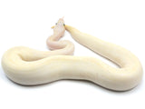 Load image into Gallery viewer, 2022 Male Ivory Bald Combo ++ Ball Python