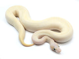 Load image into Gallery viewer, 2022 Male Ivory Bald Combo Ball Python
