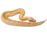 Load image into Gallery viewer, 2022 Male Ivory Blood Python