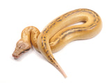 Load image into Gallery viewer, 2022 Male Ivory Blood Python