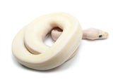 Load image into Gallery viewer, 2022 Male Ivory Combo + Ball Python