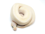 Load image into Gallery viewer, 2022 Male Ivory Combo + Ball Python