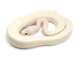 Load image into Gallery viewer, 2022 Male Ivory Combo + Ball Python