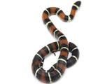 Load image into Gallery viewer, 2022 Male King Duran Gray-banded California King Snake X Honduran Milk Snake