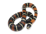 Load image into Gallery viewer, 2022 Male King Duran Gray-banded California King Snake X Honduran Milk Snake