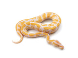 Load image into Gallery viewer, 2022 Male Lavender Albino Het Clown 66% Possible Het Pied Ball Python