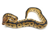 Load image into Gallery viewer, 2022 Male Leopard Clown Het Pied Ball Python