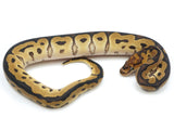 Load image into Gallery viewer, 2022 Male Leopard Clown Het Pied Ball Python