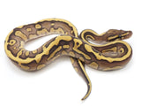 Load image into Gallery viewer, 2022 Male Leopard Lesser Het Cryptic Ball Python