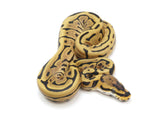 Load image into Gallery viewer, 2022 Male Leopard Spider EMG Possible Het Pied Ball Python