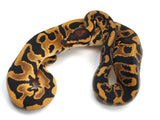 Load image into Gallery viewer, 2022 Male Leopard Sugar Het Clown Ball Python