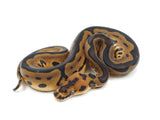 Load image into Gallery viewer, 2022 Male Leopard Yellowbelly Clown Ball Python