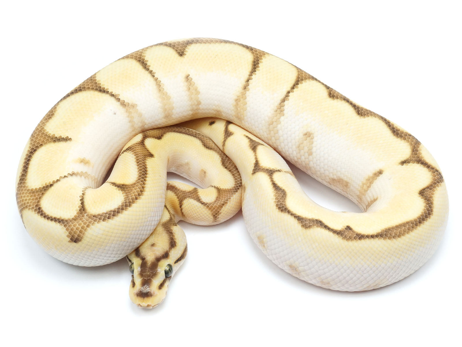 Lesser Pastel Royal Python Pastel Lesser Bee Ball Python