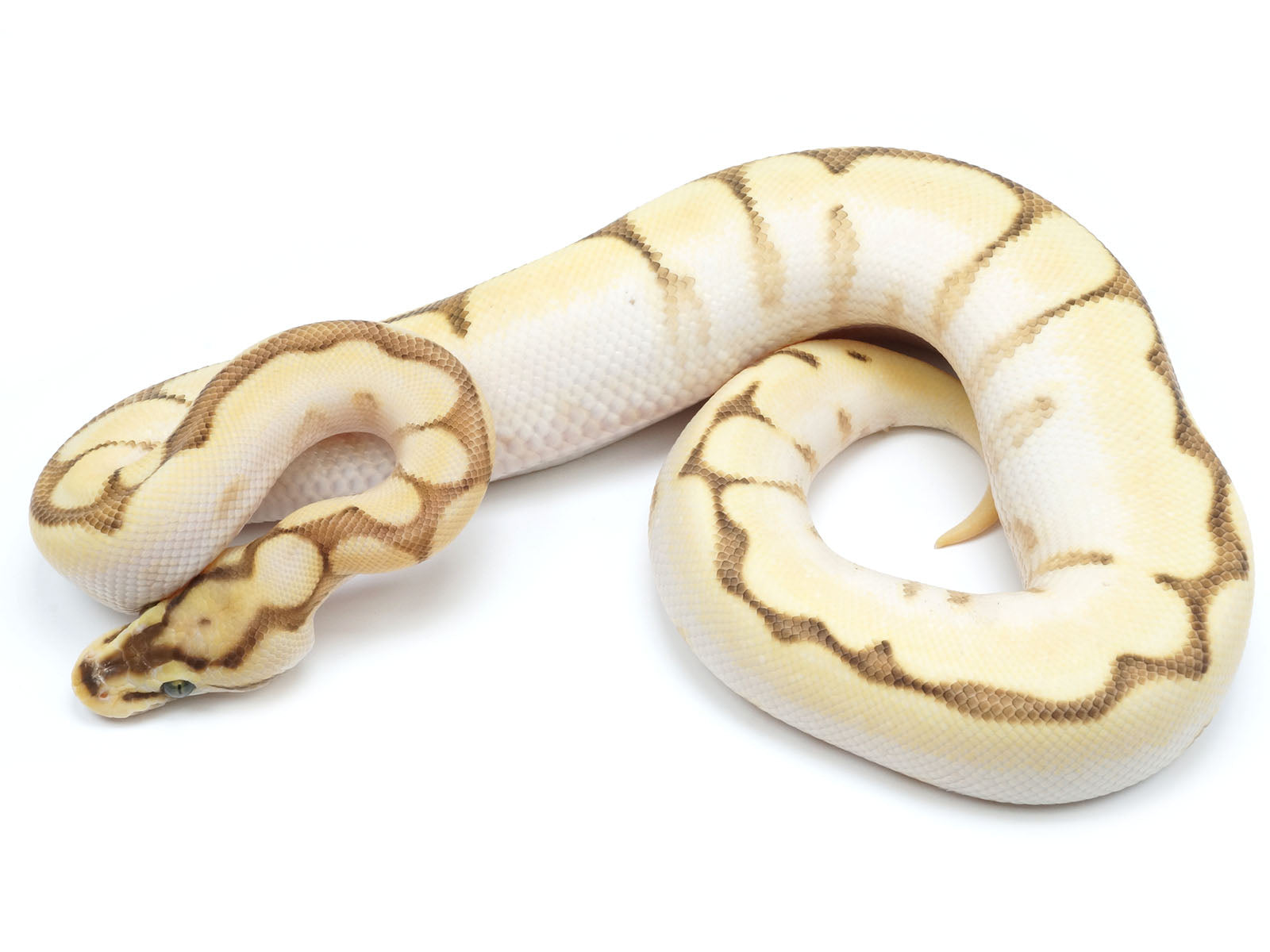 Pastel Lesser Bee Ball Python