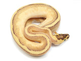 Load image into Gallery viewer, 2022 Male Lucifer Enchi Super Stripe Odium Ball Python