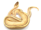 Load image into Gallery viewer, 2022 Male Lucifer Enchi Super Stripe Odium Ball Python