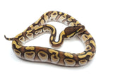 Load image into Gallery viewer, 2022 Male Lucifer Lesser Fader Ball Python