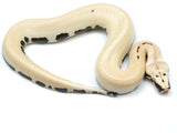 Load image into Gallery viewer, 2022 Male Magpie 50% Possible Het T- Blood Python