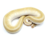 Load image into Gallery viewer, 2022 Male Odium Pinstripe Beast Het Clown Het Pied Ball Python