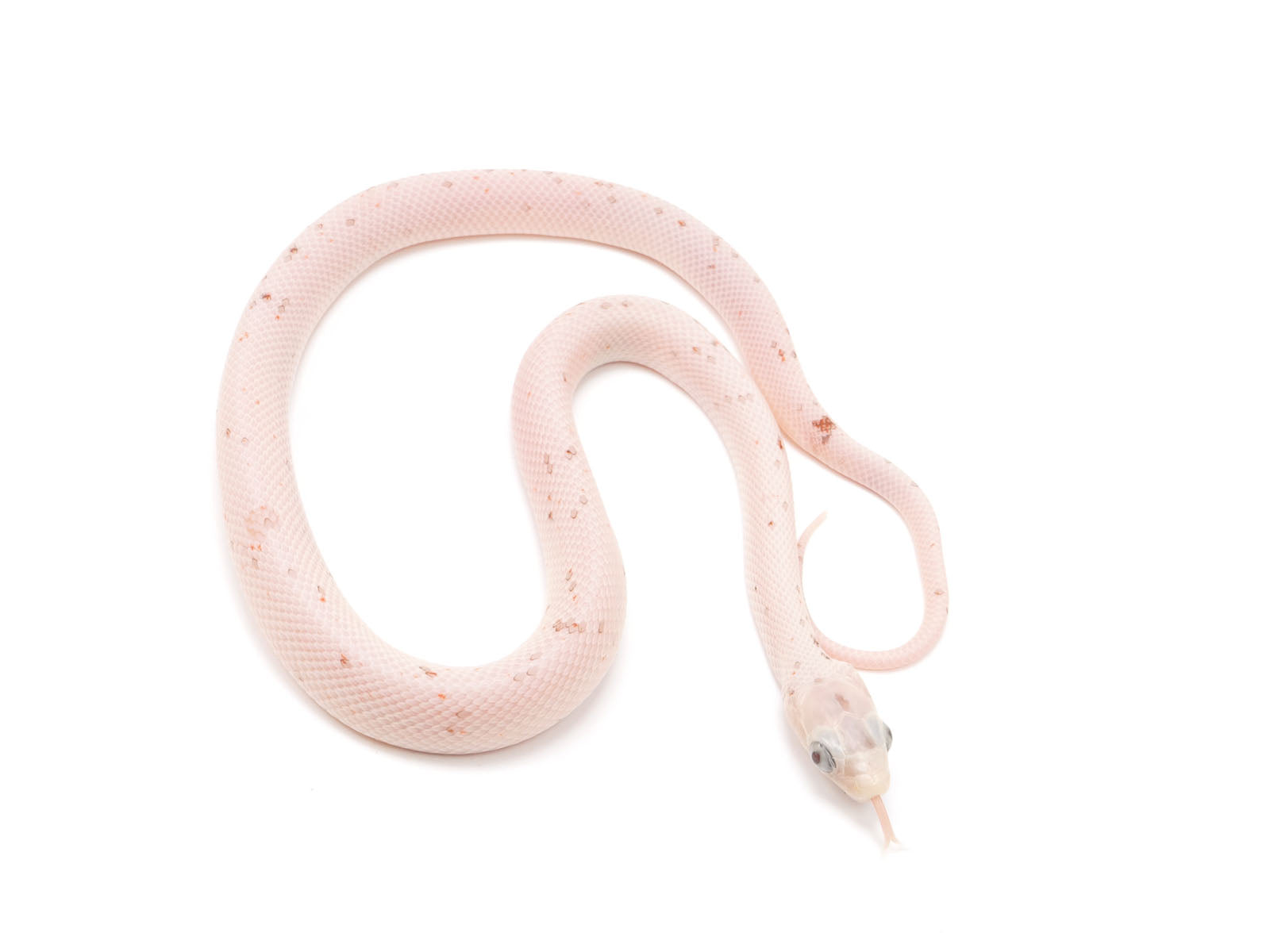 Lot de 3 langes coton hydrophile 70x70 cm Snake Pale Pink - Made in Bébé