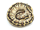 Load image into Gallery viewer, 2022 Male Pastave Fader Het Clown Het Pied Ball Python