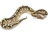 Load image into Gallery viewer, 2022 Male Pastave Fader Het Clown Het Pied Ball Python