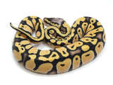 Load image into Gallery viewer, 2022 Male Pastel Desert Ghost Possible Het Clown Ball Python