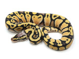 Load image into Gallery viewer, 2022 Male Pastel Desert Ghost Possible Het Clown Ball Python