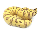 Load image into Gallery viewer, 2022 Male Pastel Enchi Yellowbelly Bald EMG ++ Ball Python