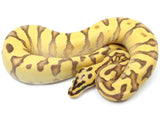 Load image into Gallery viewer, 2022 Male Pastel Enchi Yellowbelly Bald EMG ++ Ball Python