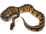 Load image into Gallery viewer, 2022 Male Pastel Het. Het Desert Ghost Het Ultra Possible Het Clown Ball Python - POWERHOUSE!