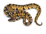 Load image into Gallery viewer, 2022 Male Pastel Het Desert Ghost Possible Het Clown Ball Python
