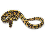 Load image into Gallery viewer, 2022 Male Pastel Het Lavender Het Clown Ball Python