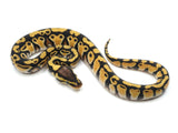 Load image into Gallery viewer, 2022 Male Pastel Het Lavender Het Clown Ball Python