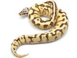 Load image into Gallery viewer, 2022 Male Pastel Lucifer Yellowbelly Spotnose Fader Odium Ball Python