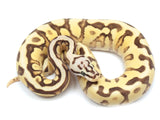 Load image into Gallery viewer, 2022 Male Pastel Lucifer Yellowbelly Spotnose Fader Odium Ball Python