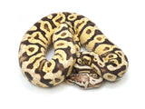 Load image into Gallery viewer, 2022 Male Pastel Spotnose Yellowbelly Fader Ball Python 