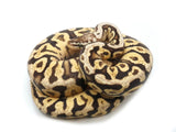 Load image into Gallery viewer, 2022 Male Pastel Spotnose Yellowbelly Fader Ball Python 