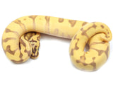 Load image into Gallery viewer, 2022 Male Pastel Super Enchi Woma Yellowbelly Spector Bald Ball Python
