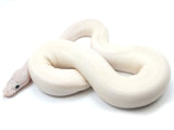 Load image into Gallery viewer, 2022 Male Leucistic Oddity From Pastel Super Stripe Combo + Ball Python - SALE! Wild Card